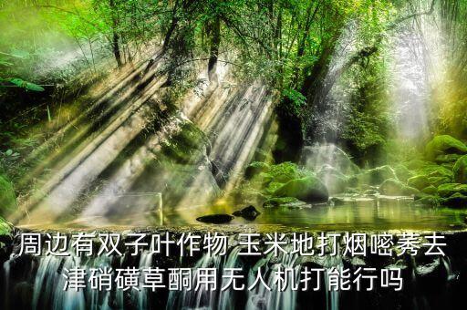 周邊有雙子葉作物 玉米地打煙嘧莠去津硝磺草酮用無人機打能行嗎