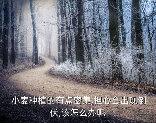 小麥拔節(jié)用什么農(nóng)藥,什么是小麥拔節(jié)