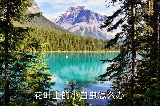 粉蚧用什么農藥,什么農藥能代替六六粉