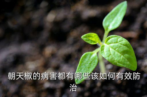  朝天椒的病害都有哪些該如何有效防治
