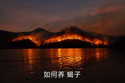 如何養 蝎子