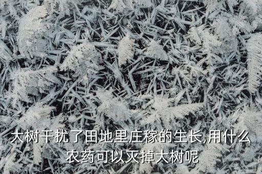 大樹干擾了田地里莊稼的生長(zhǎng),用什么 農(nóng)藥可以滅掉大樹呢