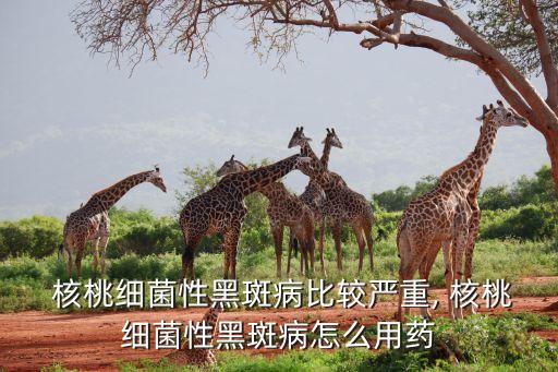  核桃細菌性黑斑病比較嚴重, 核桃細菌性黑斑病怎么用藥