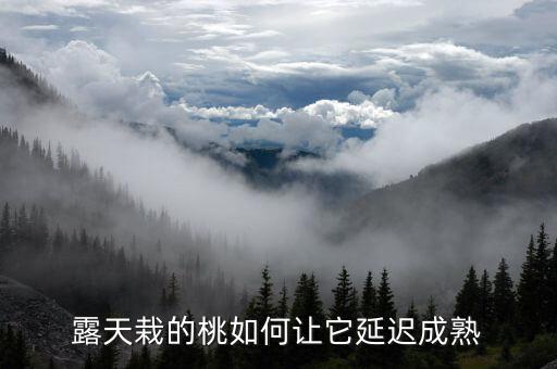 露天栽的桃如何讓它延遲成熟