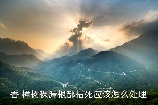 香 樟樹裸漏根部枯死應該怎么處理