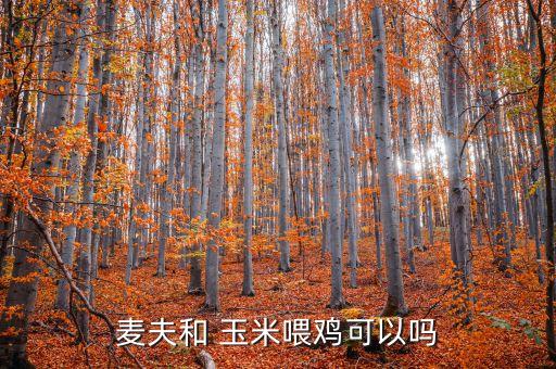 麥夫和 玉米喂雞可以嗎