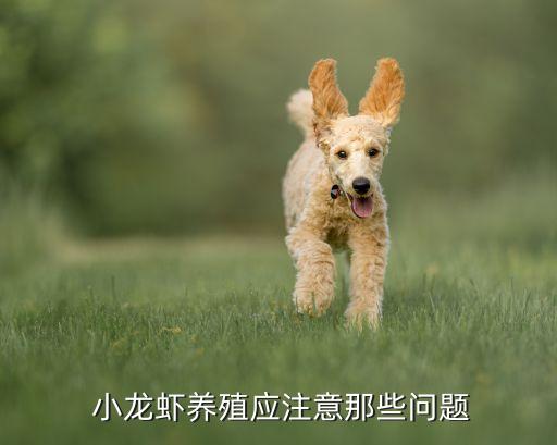 養小龍蝦怕什么農藥,小龍蝦最怕什么死的快