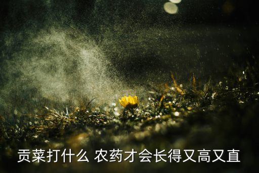 貢菜打什么 農(nóng)藥才會(huì)長(zhǎng)得又高又直