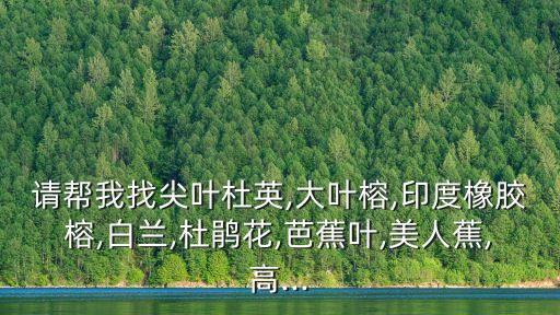 請幫我找尖葉杜英,大葉榕,印度橡膠榕,白蘭,杜鵑花,芭蕉葉,美人蕉,高...