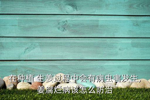 噴生姜用什么農藥,生姜噴什么能讓顏色更黃