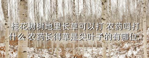  桂花樹樹地里長草可以打 農藥嗎打什么 農藥長得草是尖葉子的有哪位...