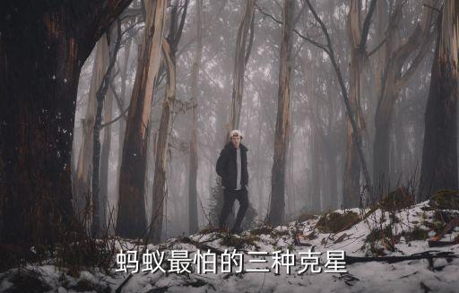 螞蟻多了怕什么農藥水,螞蟻最怕什么農藥