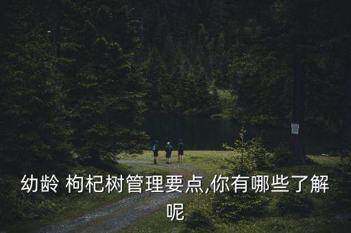 幼齡 枸杞樹管理要點,你有哪些了解呢