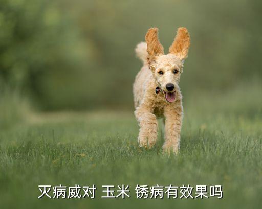 滅病威對 玉米 銹病有效果嗎