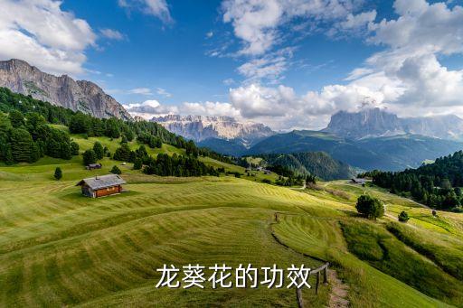  龍葵花的功效
