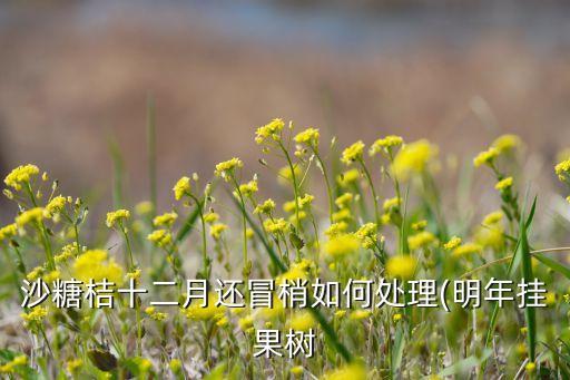 砂糖桔開花前打什么農藥,砂糖橘開花的圖片