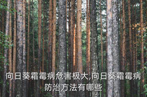 向日葵霜霉病危害極大,向日葵霜霉病防治方法有哪些