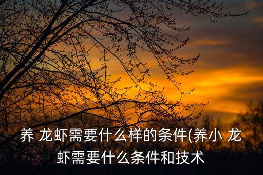 養 龍蝦需要什么樣的條件(養小 龍蝦需要什么條件和技術