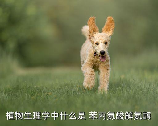 農藥苯丙氨酸是什么,苯丙氨酸是什么對人體有害嗎