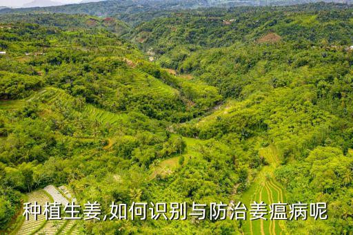 姜瘟用什么農藥最好,姜可以打什么農藥
