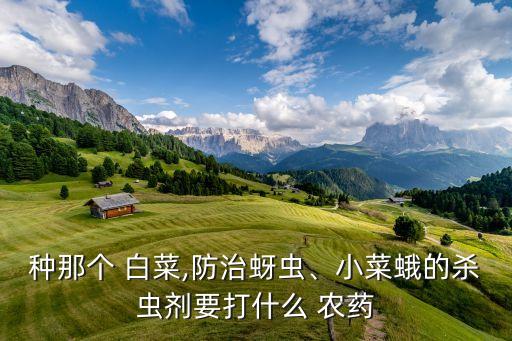 種那個(gè) 白菜,防治蚜蟲、小菜蛾的殺蟲劑要打什么 農(nóng)藥