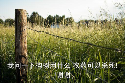 枸杞樹打的什么農藥,枸杞地除草不傷樹的農藥