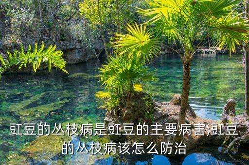 長江豆打什么農藥,缸豆用什么農藥