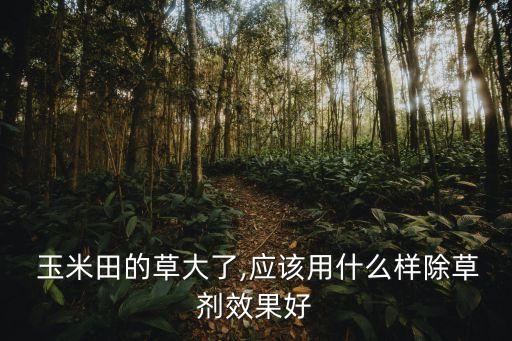 玉米膨大打什么農(nóng)藥好,玉米一般打什么農(nóng)藥