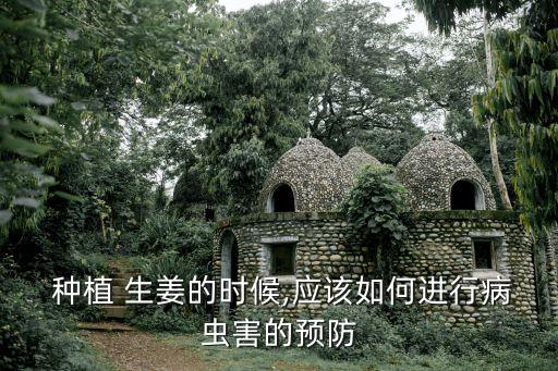  種植 生姜的時候,應該如何進行病蟲害的預防