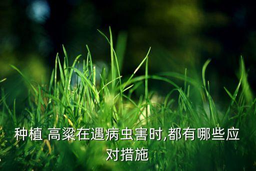 高粱苗除蟲用什么農藥,除蟲什么農藥最好