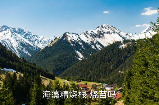什么農藥燒苗,3911農藥燒苗嗎