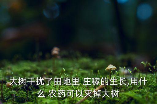 大樹干擾了田地里 莊稼的生長,用什么 農藥可以滅掉大樹