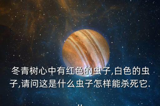  冬青樹心中有紅色的蟲子,白色的蟲子,請問這是什么蟲子怎樣能殺死它...