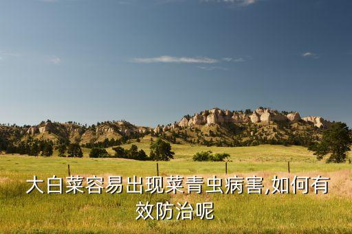  大白菜容易出現(xiàn)菜青蟲病害,如何有效防治呢