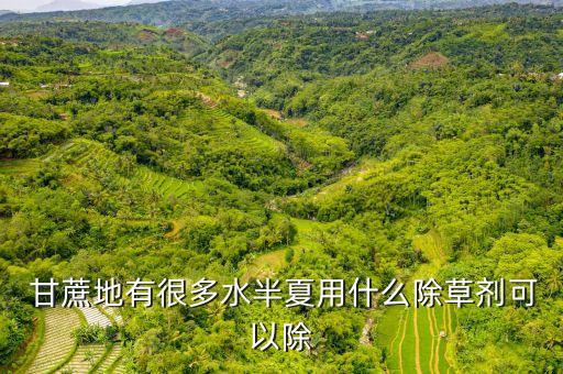  甘蔗地有很多水半夏用什么除草劑可以除