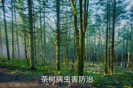 茶樹要什么農(nóng)藥,茶樹需要打農(nóng)藥嗎