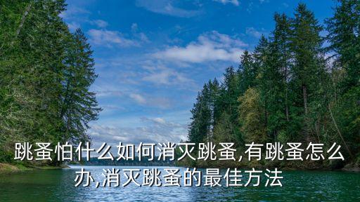 跳蚤怕什么如何消滅跳蚤,有跳蚤怎么辦,消滅跳蚤的最佳方法