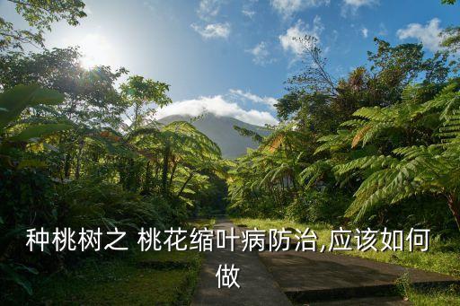 種桃樹之 桃花縮葉病防治,應(yīng)該如何做
