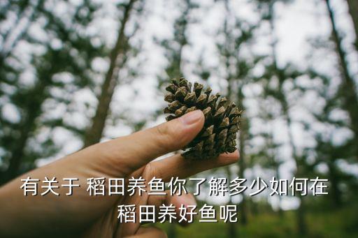 有關于 稻田養魚你了解多少如何在 稻田養好魚呢