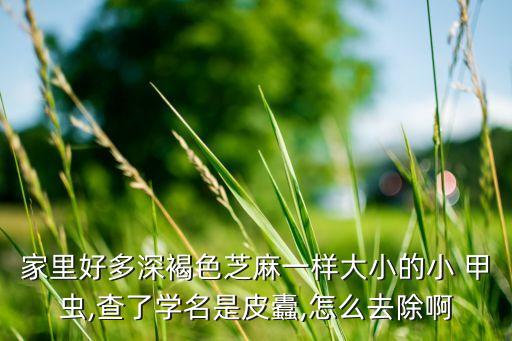 小甲蟲用什么農(nóng)藥打死,葉甲蟲用什么農(nóng)藥