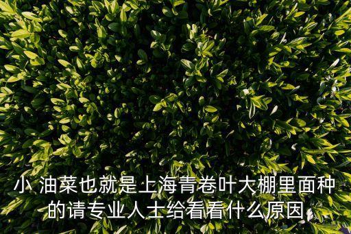 小 油菜也就是上海青卷葉大棚里面種的請專業人士給看看什么原因