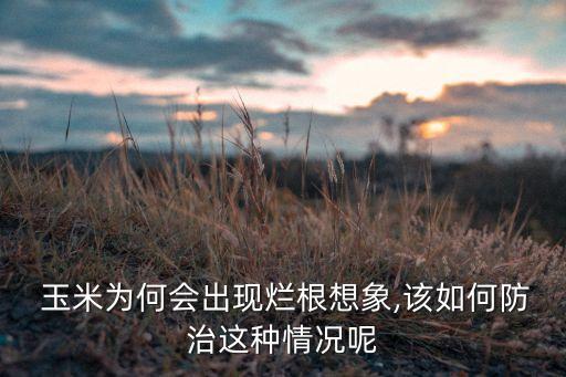  玉米為何會出現爛根想象,該如何防治這種情況呢