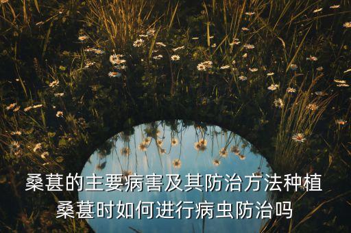  桑葚的主要病害及其防治方法種植 桑葚時如何進行病蟲防治嗎