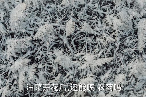 油菜為什么沒有打農藥呢,為什么油菜要打老葉