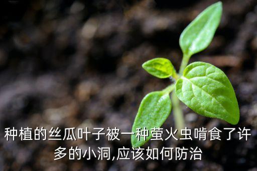 種植的絲瓜葉子被一種螢火蟲啃食了許多的小洞,應(yīng)該如何防治