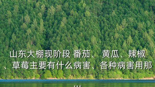 山東大棚現階段 番茄、 黃瓜、辣椒、草莓主要有什么病害、各種病害用那...