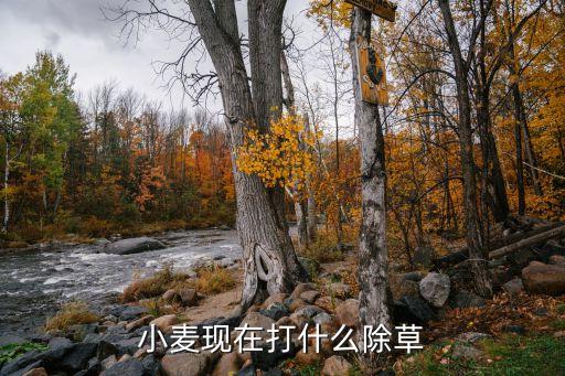 小麥現在打什么除草