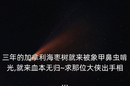 三年的加拿利海棗樹(shù)就來(lái)被象甲鼻蟲(chóng)啃光,就來(lái)血本無(wú)歸~求那位大俠出手相...