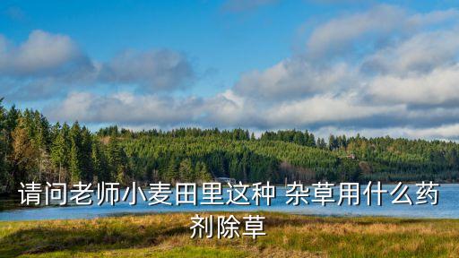 請問老師小麥田里這種 雜草用什么藥劑除草