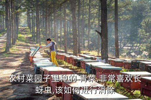 農村菜園子里種的 青菜,非常喜歡長蚜蟲,該如何進行消除